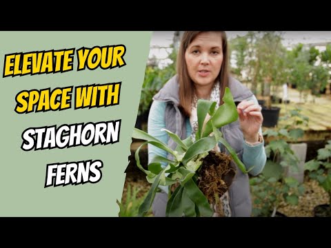 How to Mount a Staghorn Fern | Catherine Arensberg
