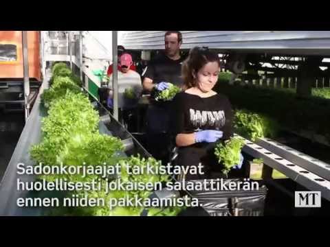 Video: Ruukkuvihannekset: vaihtoehtoisia ratkaisuja kaupunkipuutarhureille – puutarhanhoidon osaaminen