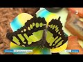 Vivez leffet papillon au jardin botanique du grand nancy