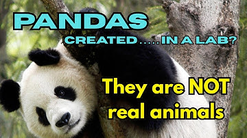 The Panda Illusion - Do Pandas Really Exist?