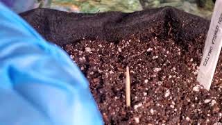 How to spread your germs😏- Germination 🌱 Tutorial