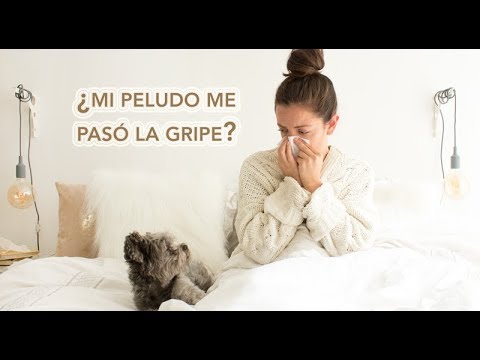 Video: ¿Pueden los perros transferir los resfriados?