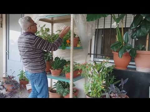 Βίντεο: Πώς να παγώσετε λουλούδια σκουός για γέμιση