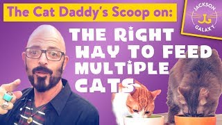 Multi-Cat Mealtime Mess?? - YouTube