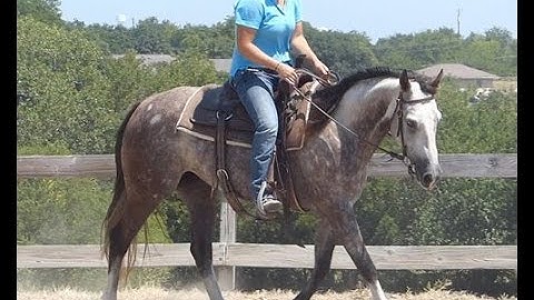 Handle Bars Dulce   ***For info, price, etc., go to our website*** Valley View Ranch