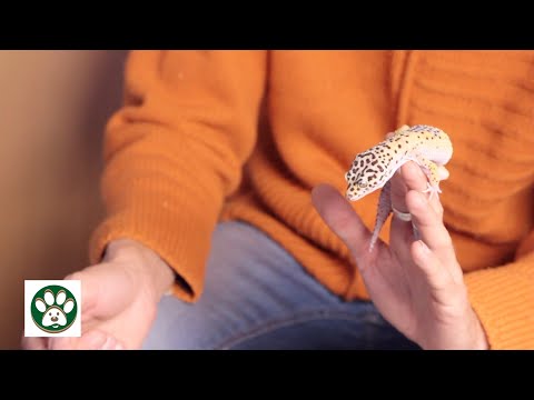 Video: Ko ēd ķirzakas?