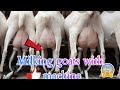 Milking goat by machine/Goat milking/milking goat by cow machine