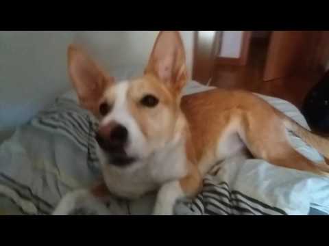 Video: Despacito-låt För Hundadoption