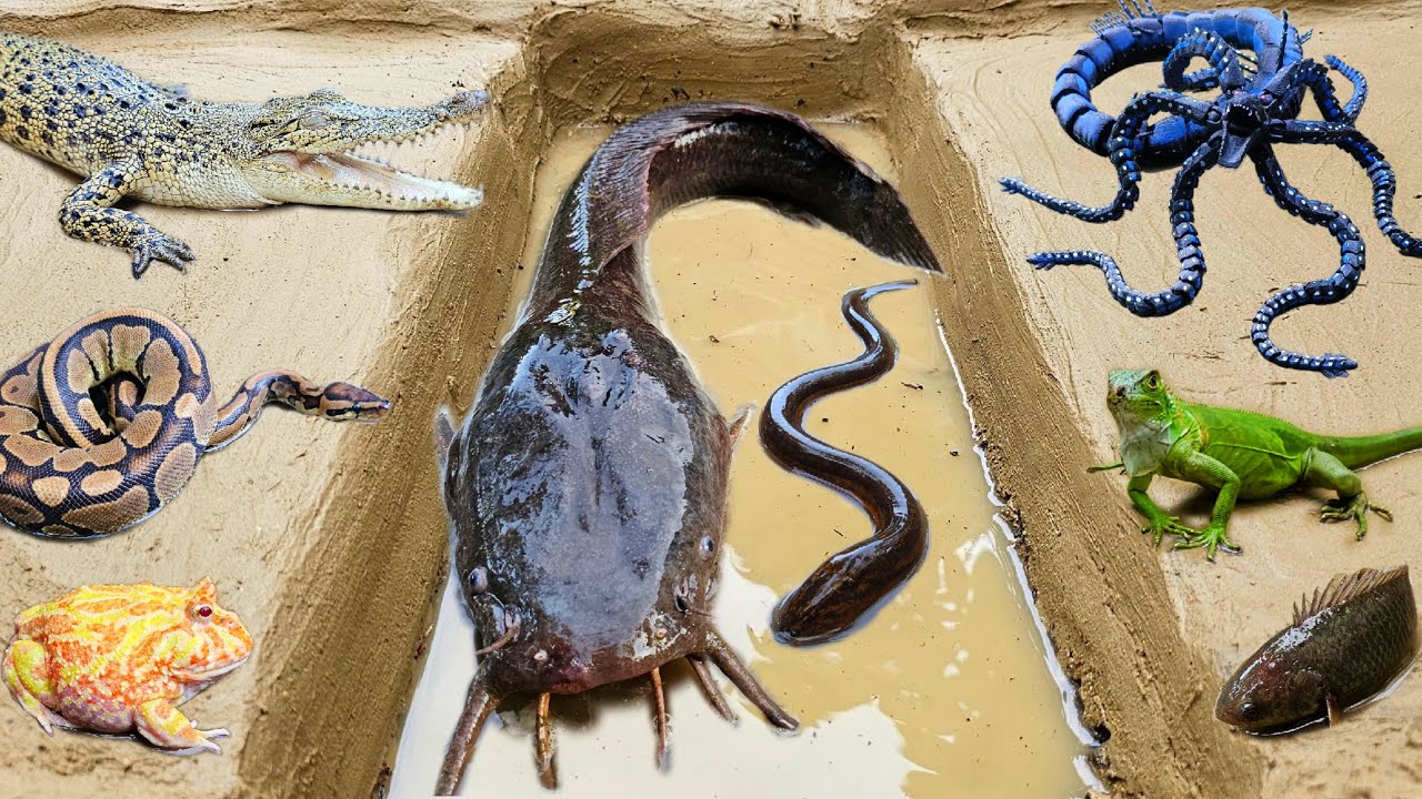 Amazing! Tangkap ikan lele jumbo dalam lubang ada ikan hias, gurame, ikan gabus, belut, kura kura