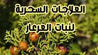 تعرف معنا  على #فوائد #العرعار استعمالاته واضراره