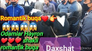 #Romantic_buqa_odamlarhayron Shohidon Mol Bozori 6-Oktabr Yangi narxlar