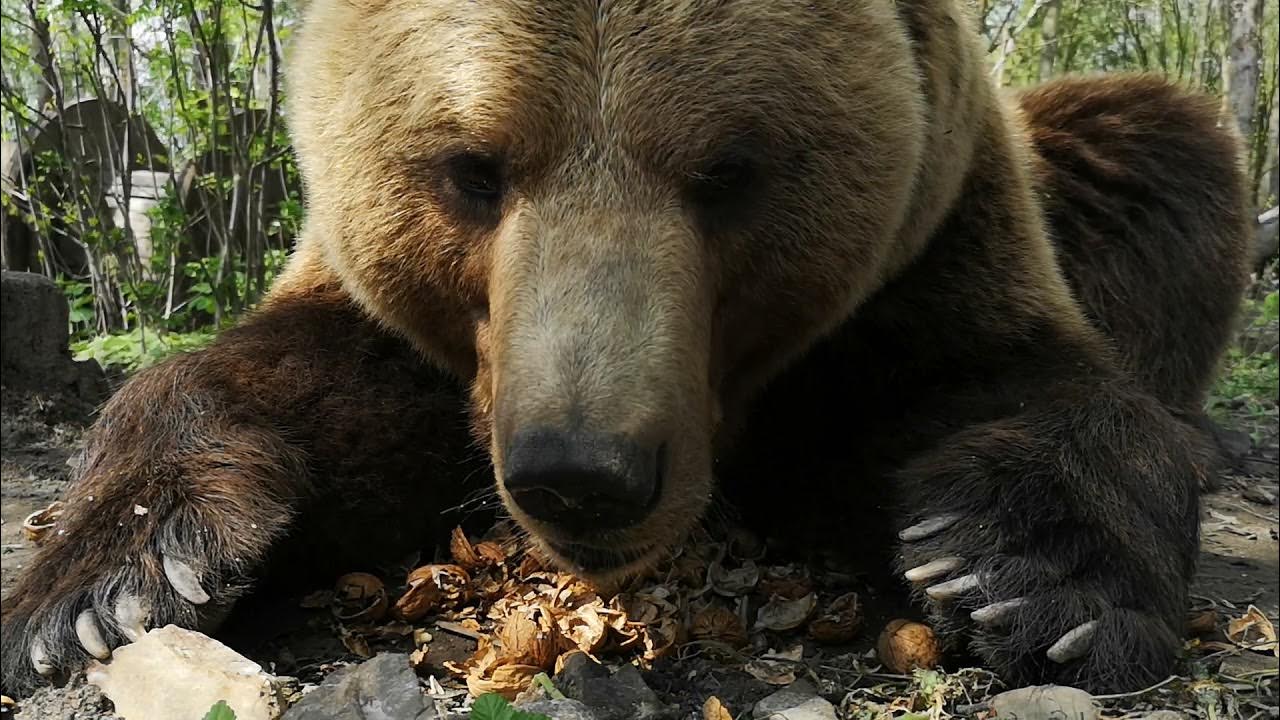 Медведь понравилось. Рычащий медведь в Ярославле. Медведи любят бананы. Какой орех любит медведь.