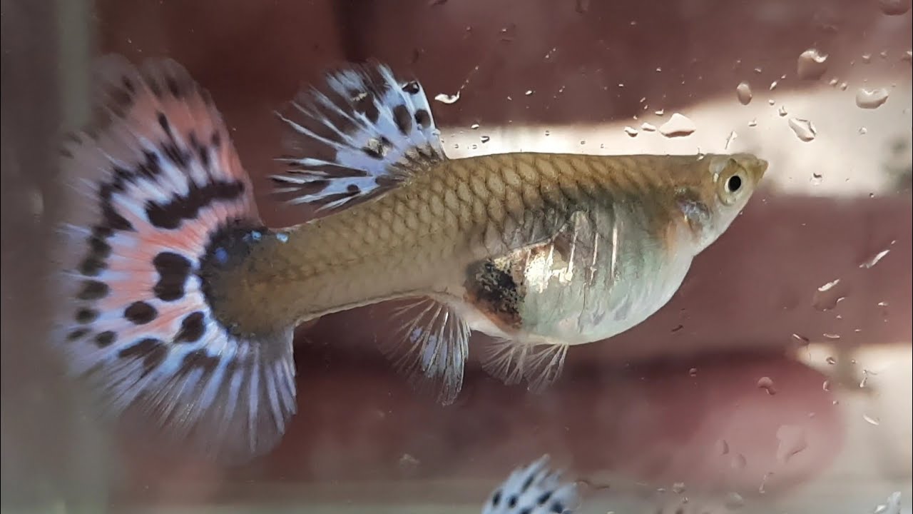 Download 4 Accurate Signs Your Female Guppy is About to Give Birth(Step by step with Sample) 99% working.