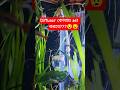 diffuser II glass diffuser II co² mixing process #planted aquarium #shorts #short #youtubeshorts
