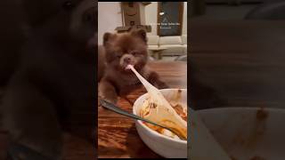 Is there a cuter furry bear-puppy? Pomeranian Core#dog #funny#pets#foryou #cute  #cutepup #cuddly