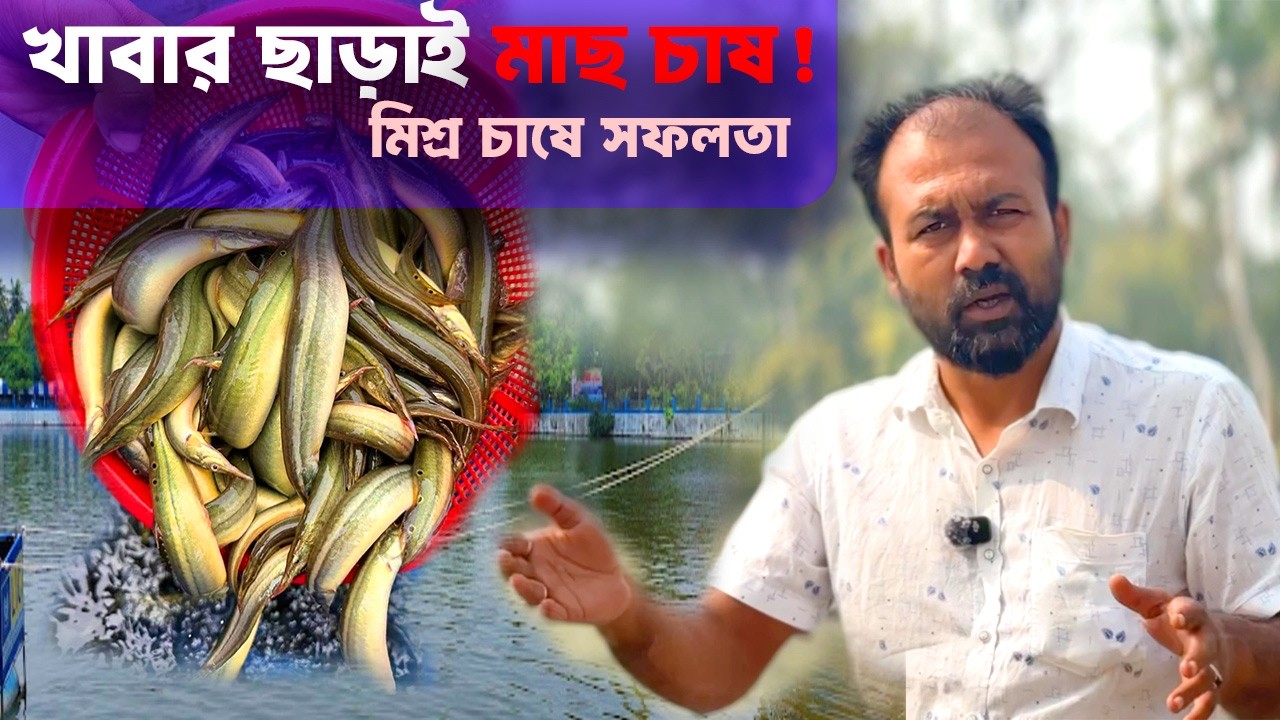 খাবার ছাড়াই মাছ চাষ! তারা বায়ান মাছ চাষ পদ্ধতি ২০২৬ | কোথায় পাবেন পোনা? | লাভ কেমন?