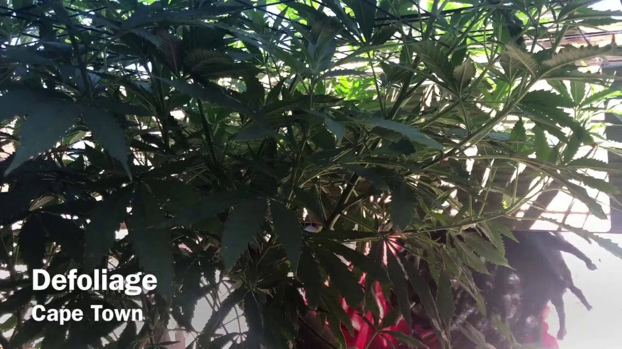 Defoliating a Vegatative Weed Plant - YouTube