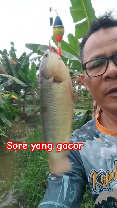 sore yang gacor#fishing #betokers#shortvideo