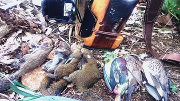 Berburu Burung tekukur , Punai dan Tupai gendu