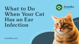 What To Do When Your Cat Has An Ear Infection by Zumalka by HomeoAnimal - Helping Pets Naturally  55 views 1 year ago 57 seconds