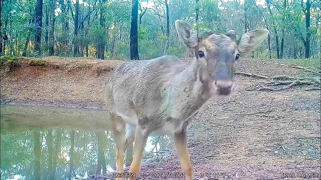 😡A STOOPID Deer 🦌Stole My Trail Camera🤣