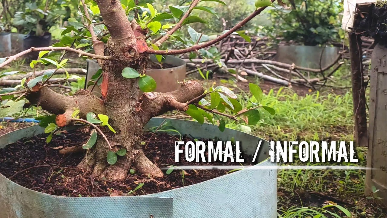 Empat program bonsai sianci small dan medium siap dongkel