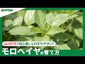 ☘94：モロヘイヤの育て方｜次々と沢山収穫したい！植えつけ方法や、水やりと肥料、摘心などもご紹介【PlantiaQ&A】植物の情報、育て方をQ&A形式でご紹介