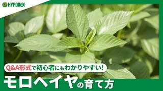 ☘94：モロヘイヤの育て方｜次々と沢山収穫したい！植えつけ方法や、水やりと肥料、摘心などもご紹介【PlantiaQ&A】植物の情報、育て方をQ&A形式でご紹介