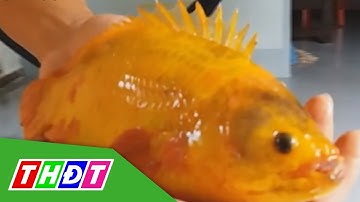 Nông dân Hậu Giang bắt được cá rô vàng "siêu đẹp" | THDT