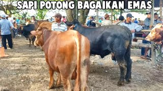 SAPI LEMON BAGAIKAN EMAS DI PASARAN DI AWAL RAMADHAN