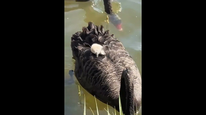 Adorable, this made my day!