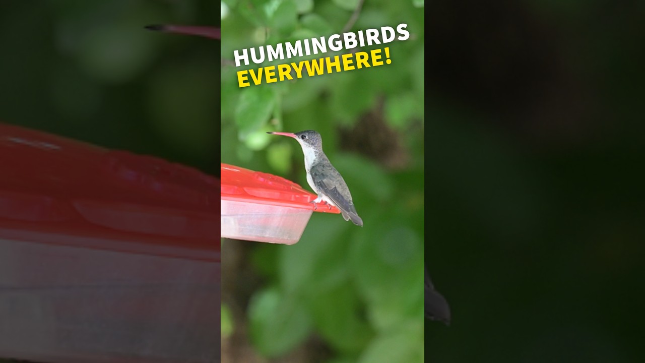 Hummingbirds EVERYWHERE and finding my LIFER Violet-crowned Hummingbird! 💜🤍
