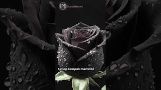 Ternyata Mawar Hitam Itu Nggak Ada Loh | DuniaMisteri | #funfact #plantfacts #faktaunik #blackrose