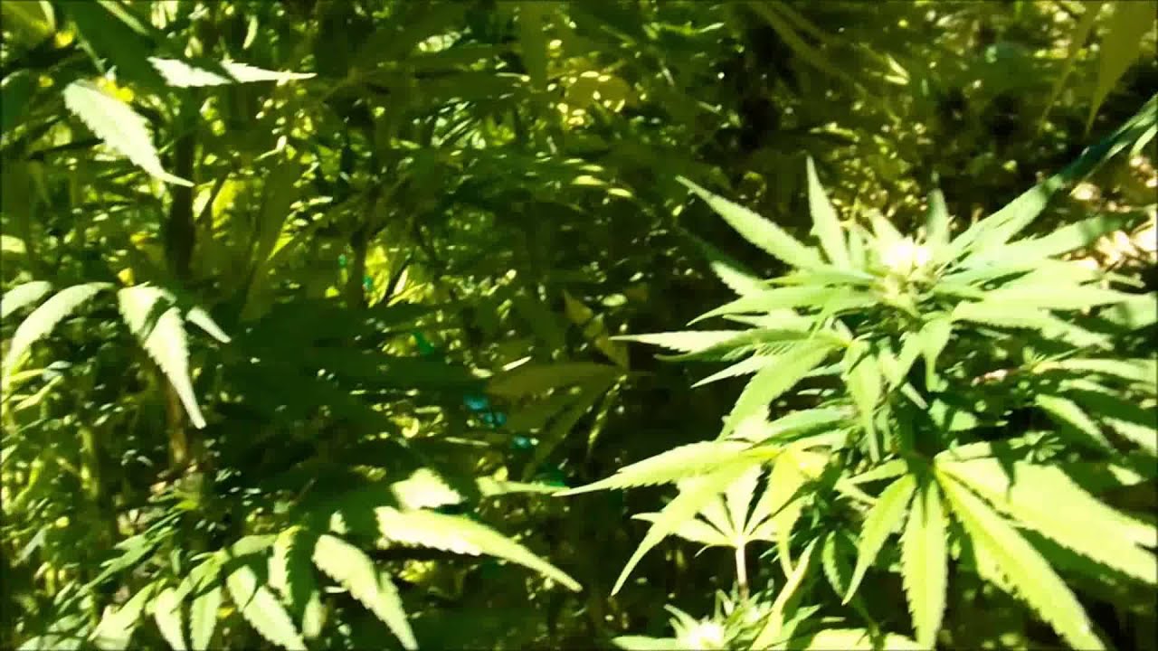 Sun Grown Cannabis assisted by the Original Flower Initiator, Episode 17.
