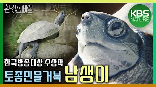 도시 공원에 나타난 토종민물거북 남생이 [제38회한국방송대상수상작뿌리공원 그곳에 남생이가 산다] / KBS 20110903 방송