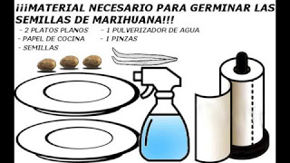 Cómo Germinar Semillas De Marihuana (100% Efectivo)