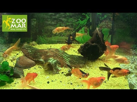 Wideo: Jak Dbać O Złotą Rybkę