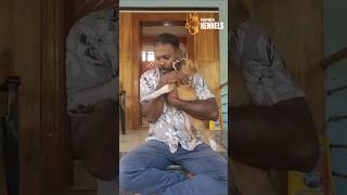 "Romba Friendly-aa Irukkura Boxer Puppies 😍 /Best Family Dog"#jeshapets#nagercoil#kanniyakumari✨