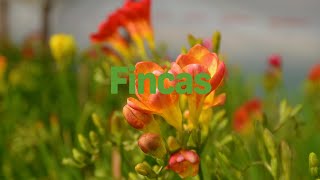 En la provincia hay unos 100 productores de flores y Mendoza es la segunda en superficie en el país