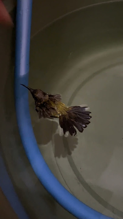 Akhirnya Poin 1 Burung Sogon Kena Perangkap #sogon #kicaumania #qinarabanyuwangi
