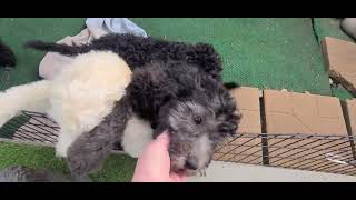 Available Moyen Size Doodle Mix Puppies!