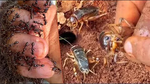 Skills cowboy uses fire ants to catch crickets insect for eat
