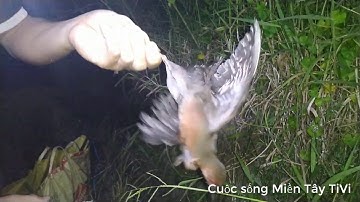 SĂN CHUỘT ĐỒNG MÙA GẶT CÙNG 2 LÚA MIỀN TÂY (BẪY CHUỘT) | CATCH THE MOUSE