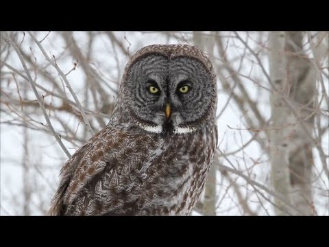 Largest Owl In The World