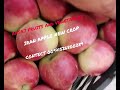Iran apple new crop