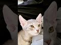 cute cat videos funny kitten shorts #cat #catlife #funnycatsvideo
