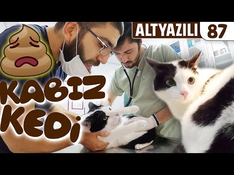 4 Gündür KAKA Yapamayan 💩 (Süt Dökmüş Kedi) ALTYAZILI 😻 Gumball Geldi Konuşan #DoBiDa 87