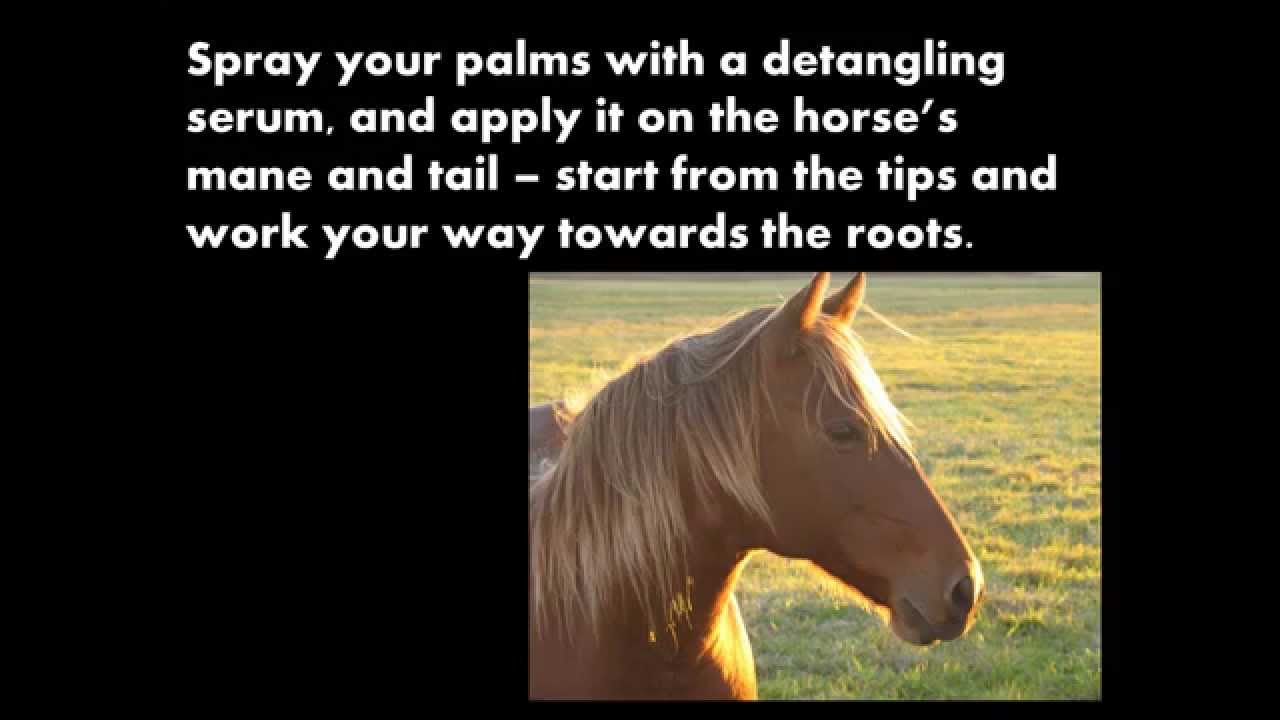 Detangler Brush For Horses YouTube