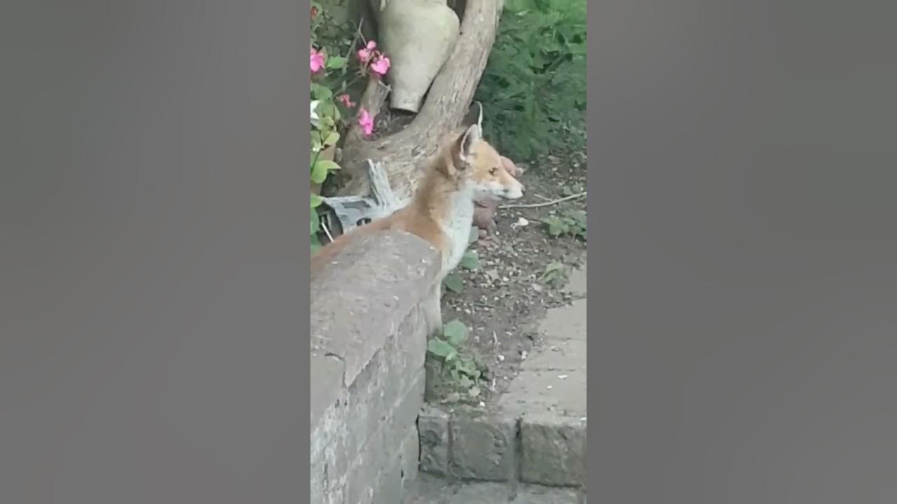 Feeding baby fox /afternoon visit in the back garden babyfox 