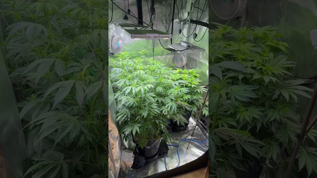 Day 16 After Flipping 12/12 